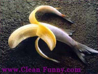 banana-fish-fruit-peel-yellow